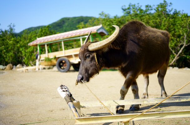 Taketomi Island